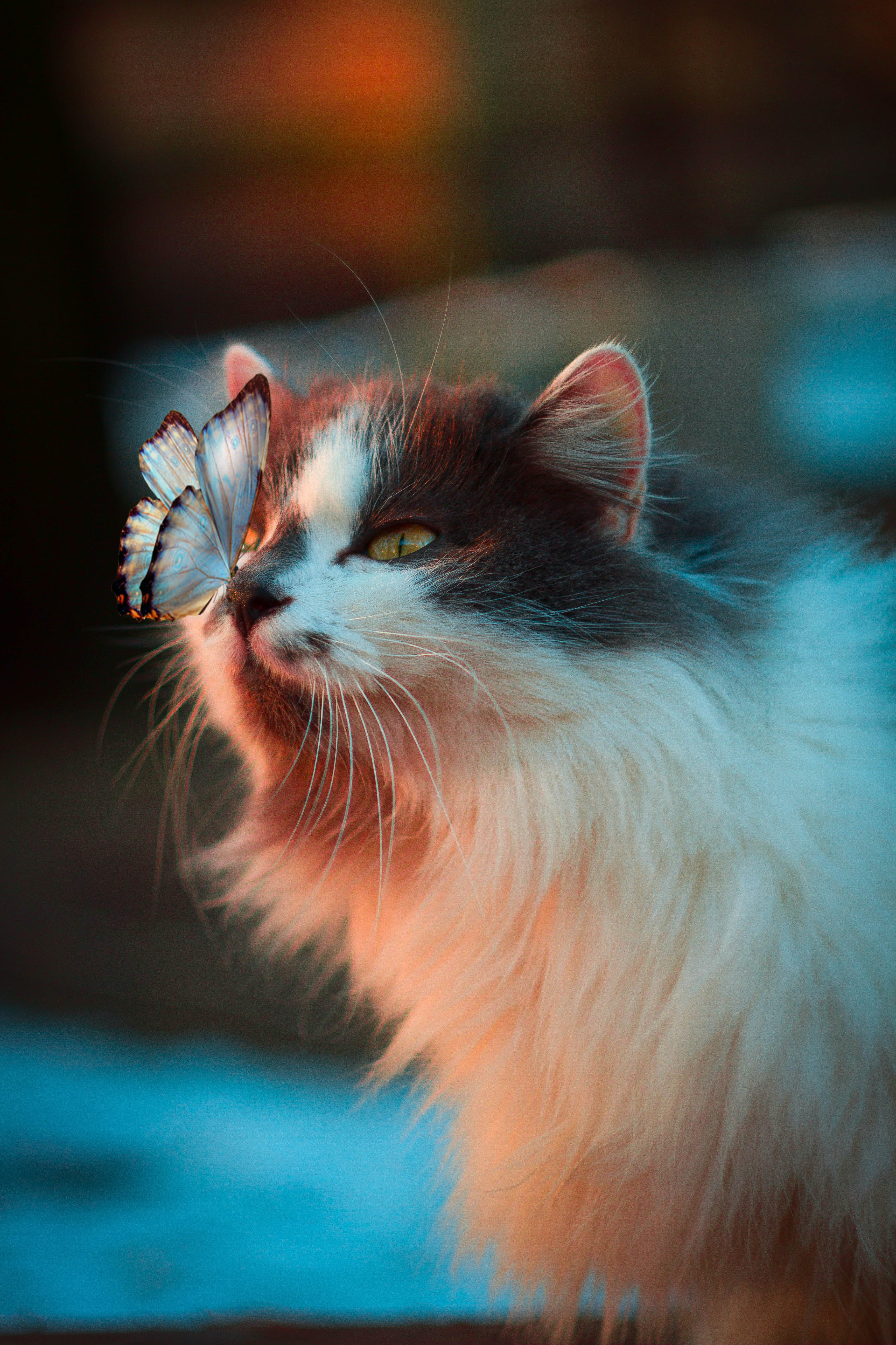 picture of cats with butterflies on its nose